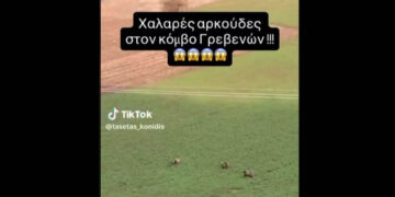 Αρκούδες «βόσκουν» στα Γρεβενά (Βίντεο)