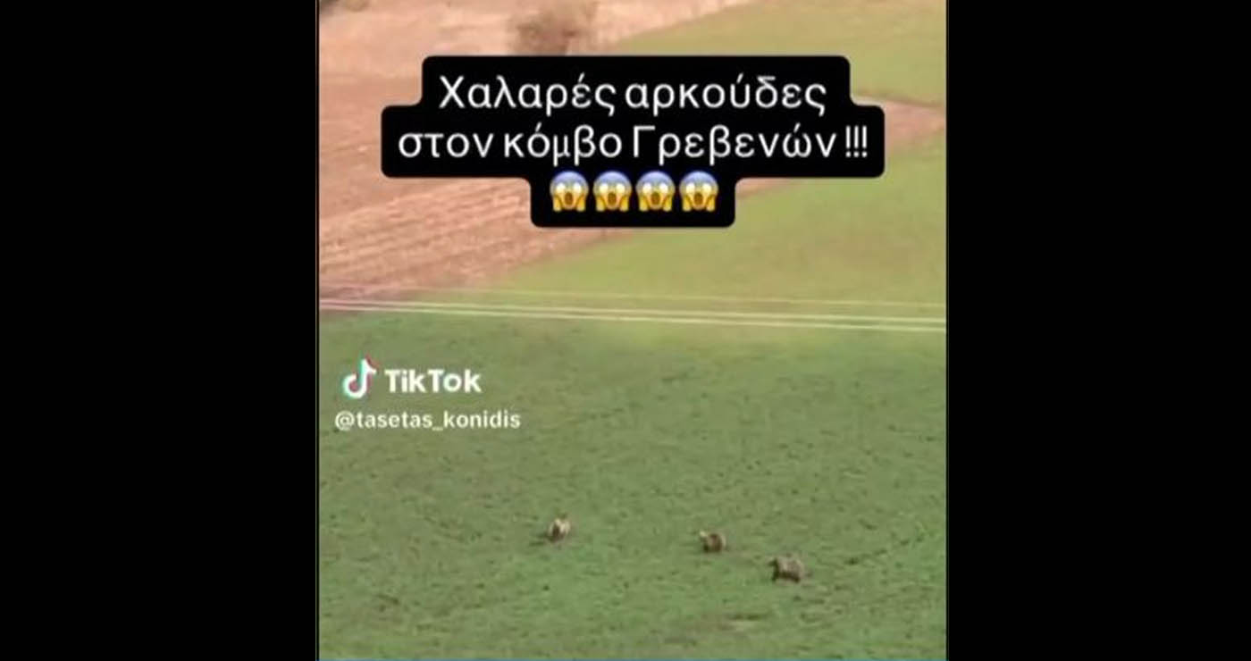 Αρκούδες «βόσκουν» στα Γρεβενά (Βίντεο)