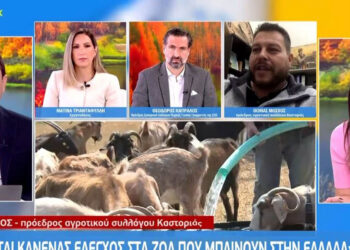 Μόσχος-Πρ. Αγρ. Συλλ. Καστοριάς στο Mega: «Τα Χριστούγεννα δεν θα υπάρχουν ελληνικά αρνιά στην αγορά»