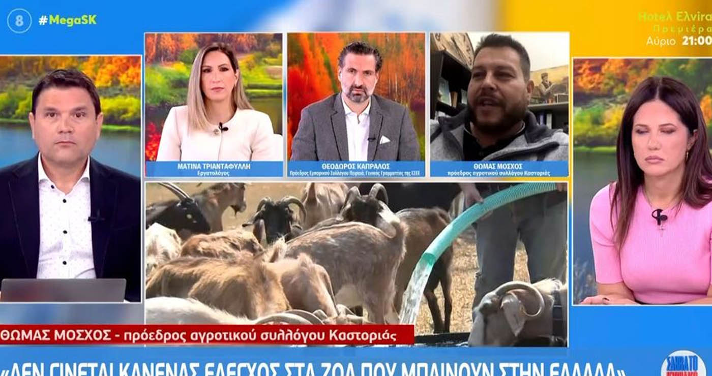 Μόσχος-Πρ. Αγρ. Συλλ. Καστοριάς στο Mega: «Τα Χριστούγεννα δεν θα υπάρχουν ελληνικά αρνιά στην αγορά»