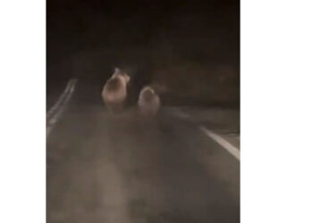 Αρκούδα με αρκουδάκι έκαναν την εμφάνισή τους στη διασταύρωση Δροσερού – Γαλάτειας (Βίντεο)