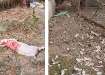 Επίθεση αρκούδας σε αγρόκτημα στη Λεβαία – Έφαγε γουρούνια, κότες και κουνέλια