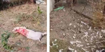 Επίθεση αρκούδας σε αγρόκτημα στη Λεβαία – Έφαγε γουρούνια, κότες και κουνέλια