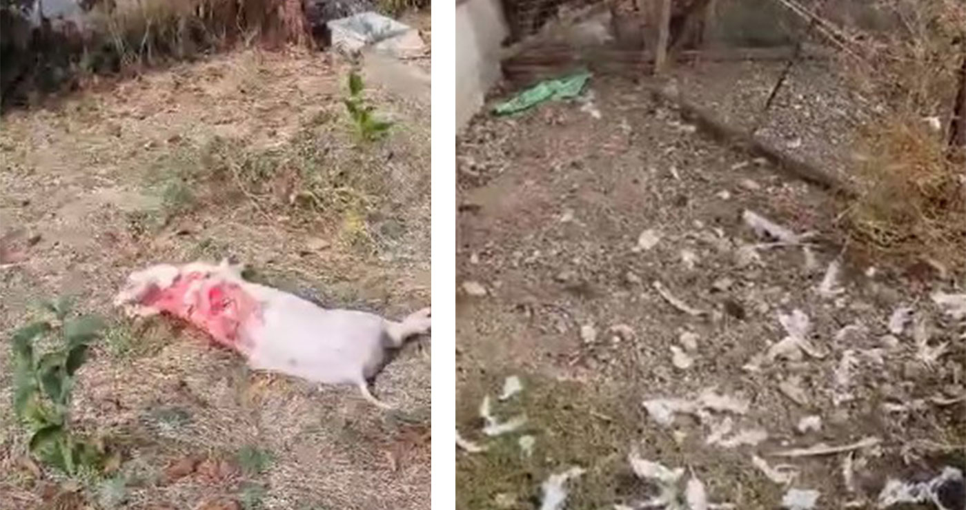 Επίθεση αρκούδας σε αγρόκτημα στη Λεβαία – Έφαγε γουρούνια, κότες και κουνέλια