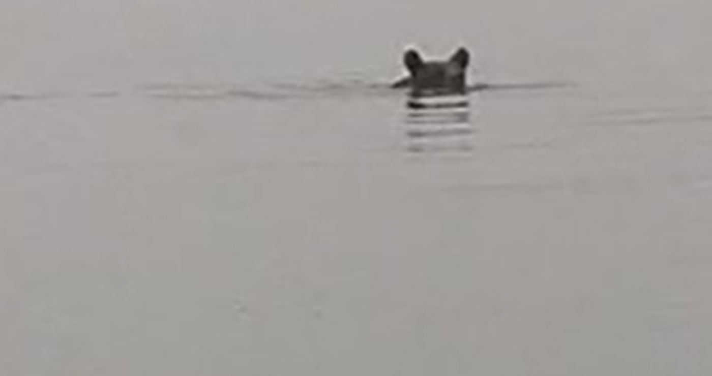 Φοβερό VIDEO: Αρκούδα κολυμπά μέσα στη λίμνη Πολυφύτου!