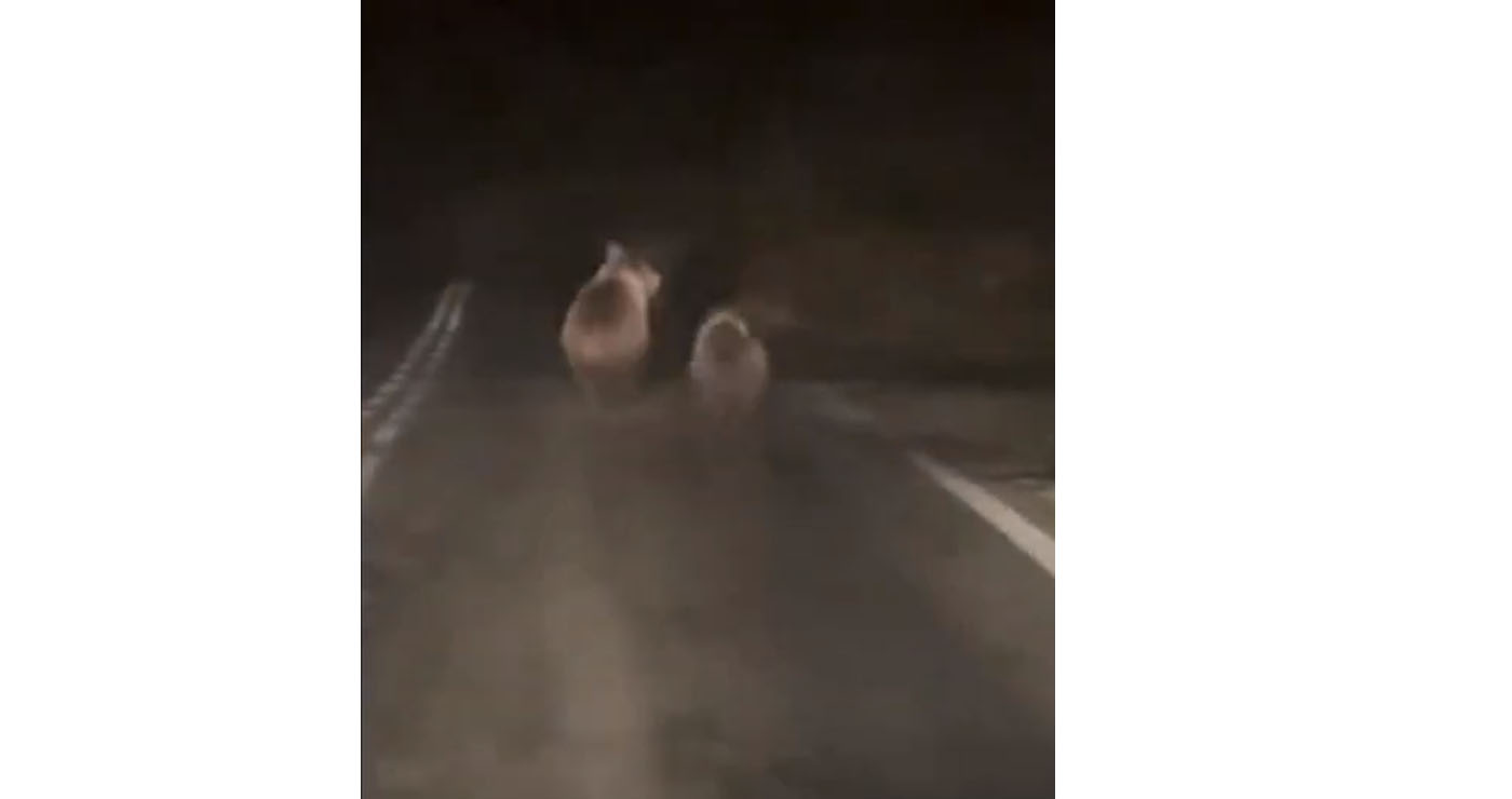 Αρκούδα με αρκουδάκι έκαναν την εμφάνισή τους στη διασταύρωση Δροσερού – Γαλάτειας (Βίντεο)