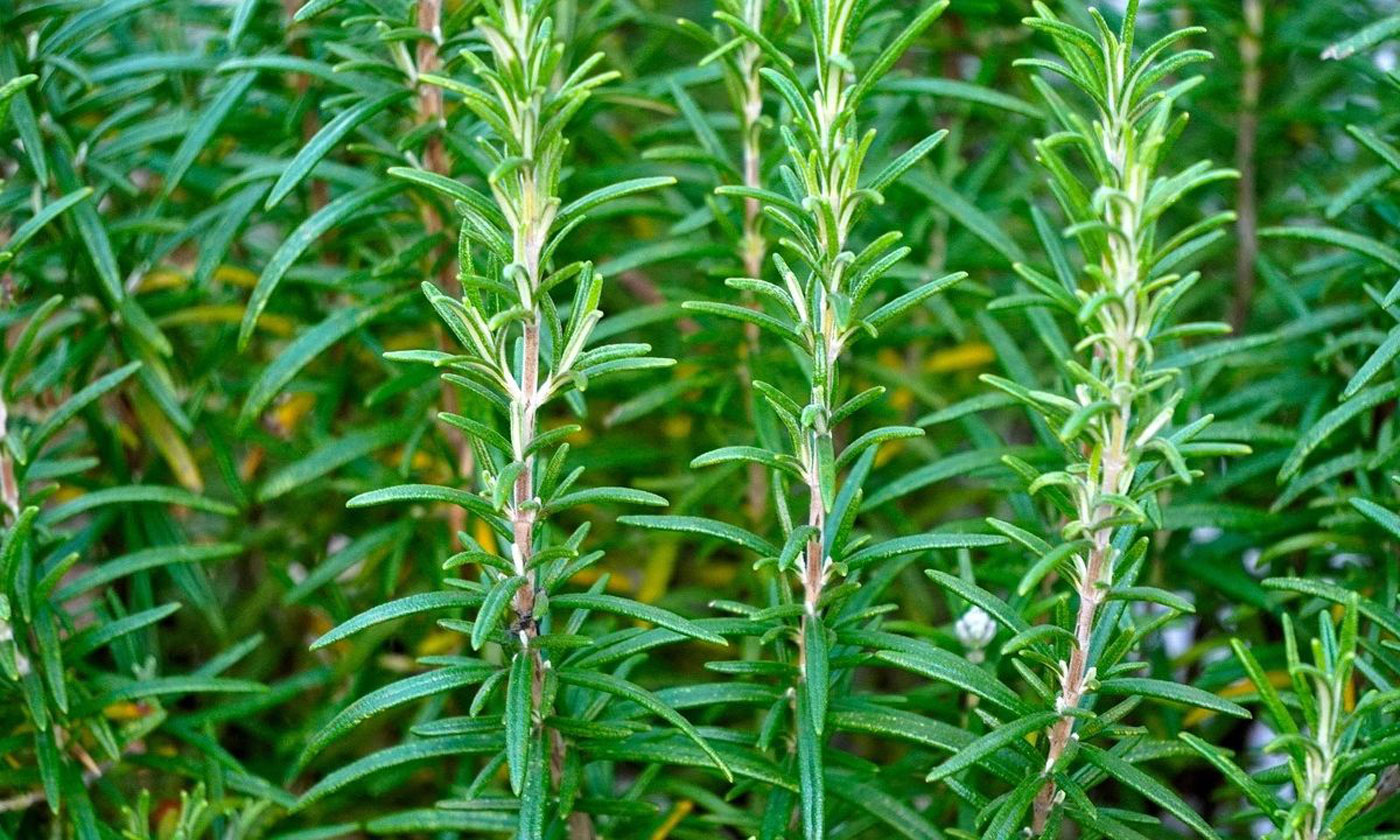 Θεσσαλονίκη: Συνελήφθη 62χρονος επειδή έκοψε ένα κλωνάρι δενδρολίβανο από νοσοκομείο