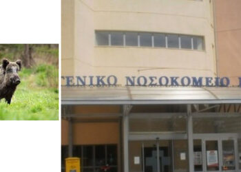 Άτυχος κυνηγός από τη Δεσκάτη δέχθηκε επίθεση από αγριογούρουνο