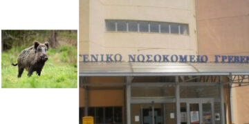 Άτυχος κυνηγός από τη Δεσκάτη δέχθηκε επίθεση από αγριογούρουνο