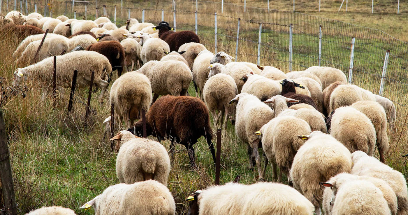 Κοζάνη-Καστοριά: Νέα ευρηματική απάτη με τον ΟΠΕΚΕΠΕ – Εικονικά «πάρε-δώσε» συγγενών και φίλων