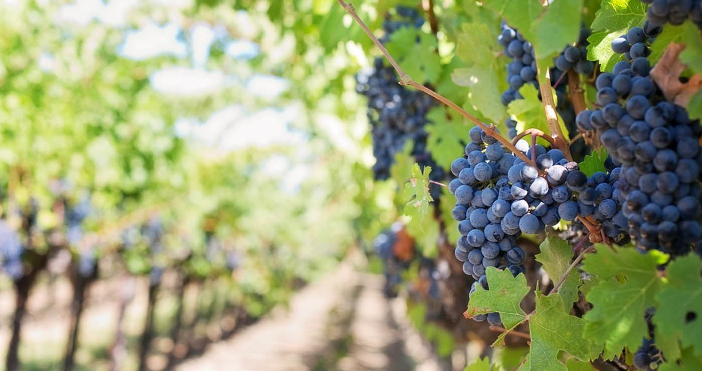 Δήλωση Συγκομιδής Σταφυλιών 2025: Προθεσμίες και διαδικασία για τους αμπελουργούς