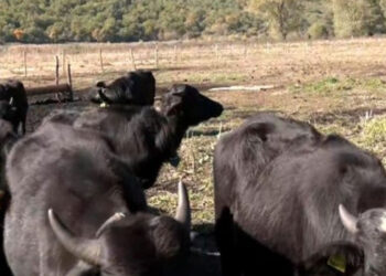 Φλώρινα: Νεροβούβαλοι καλούνται να σώσουν την λίμνη Χειμαδίτιδα από χερσοποίηση