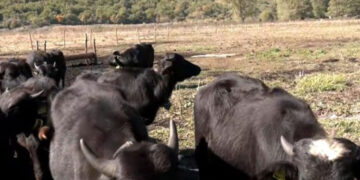 Φλώρινα: Νεροβούβαλοι καλούνται να σώσουν την λίμνη Χειμαδίτιδα από χερσοποίηση