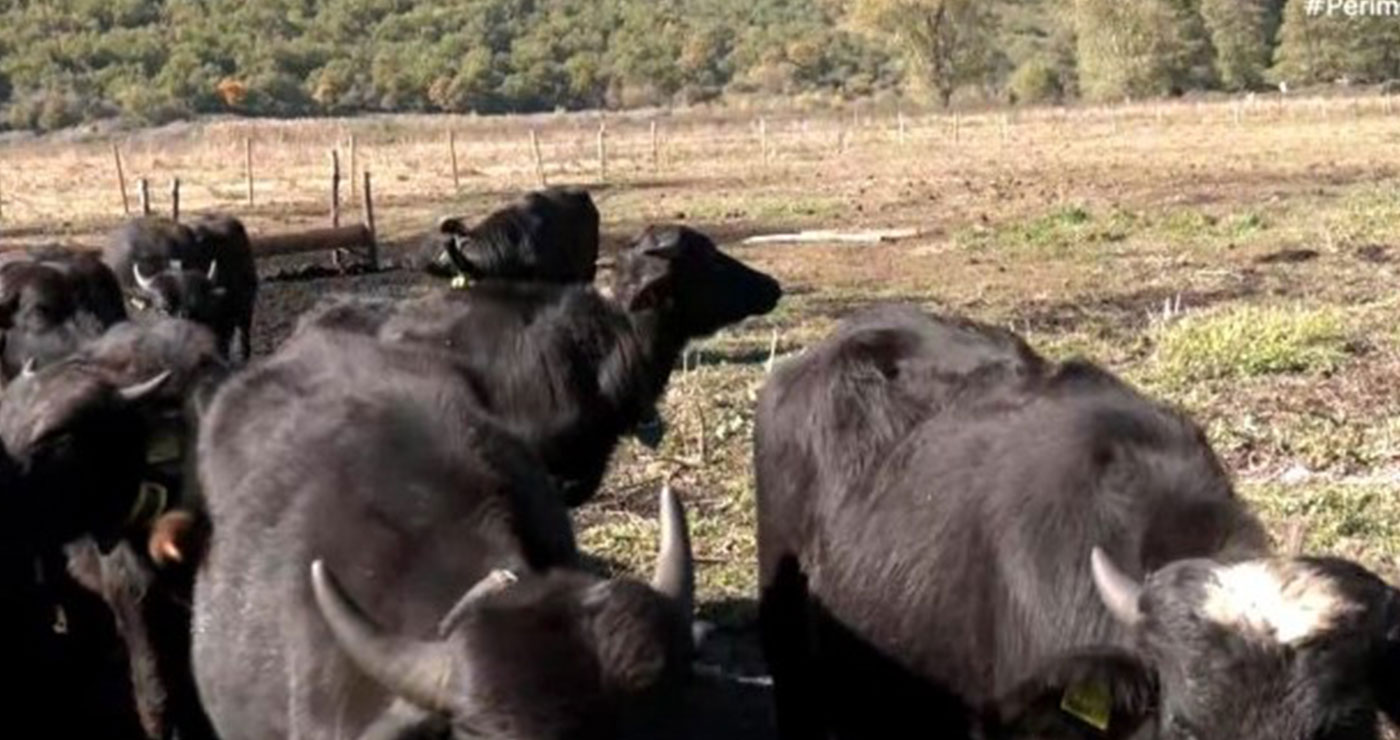 Φλώρινα: Νεροβούβαλοι καλούνται να σώσουν την λίμνη Χειμαδίτιδα από χερσοποίηση