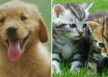 4 Οκτωβρίου 2025, Παγκόσμια Ημέρα των Ζώων! (της Κούλας Πουλασιχίδου)