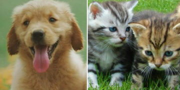 4 Οκτωβρίου 2025, Παγκόσμια Ημέρα των Ζώων! (της Κούλας Πουλασιχίδου)