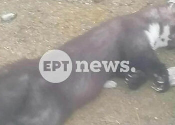 Καστοριά: Ένα πετροκούναβο «έριξε» το ρεύμα στον μισό νομό