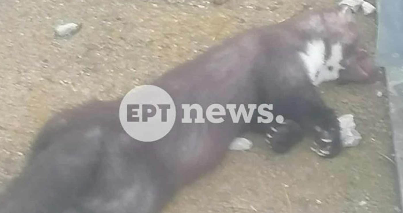 Καστοριά: Ένα πετροκούναβο «έριξε» το ρεύμα στον μισό νομό