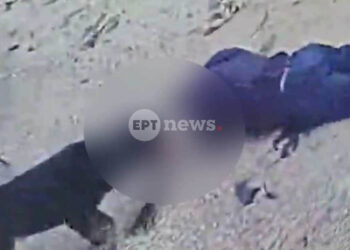 Μάχη για τη ζωή του δίνει 76χρονος που του επιτέθηκε ροτβάιλερ