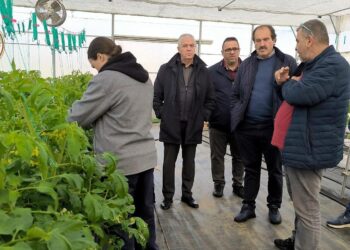 Μια γυναίκα επιθεωρεί τις ντομάτες σε ένα από τα γεωθερμικά θερμοκήπια στο Αμύνταιο, ενώ άνδρες συζητούν δίπλα της.