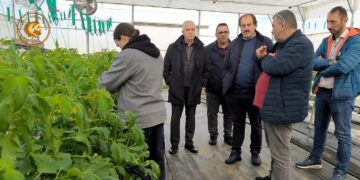 Μια γυναίκα επιθεωρεί τις ντομάτες σε ένα από τα γεωθερμικά θερμοκήπια στο Αμύνταιο, ενώ άνδρες συζητούν δίπλα της.