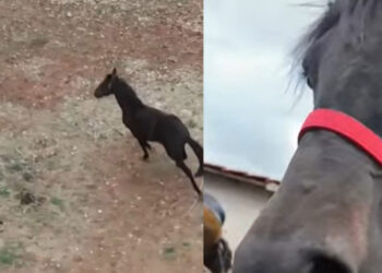 Πλαγιοτροχαστές: Η αρχαιότερη φυλή αλόγων της Ευρώπης βρίσκεται στην Κοζάνη