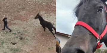 Πλαγιοτροχαστές: Η αρχαιότερη φυλή αλόγων της Ευρώπης βρίσκεται στην Κοζάνη