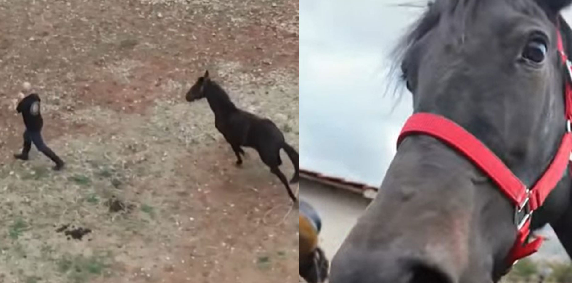 Πλαγιοτροχαστές: Η αρχαιότερη φυλή αλόγων της Ευρώπης βρίσκεται στην Κοζάνη