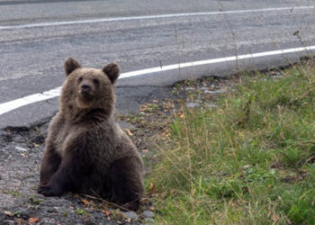 Καστοριά : Τροχαίο με αρκουδάκι στην Πέτρα