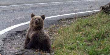 Καστοριά : Τροχαίο με αρκουδάκι στην Πέτρα