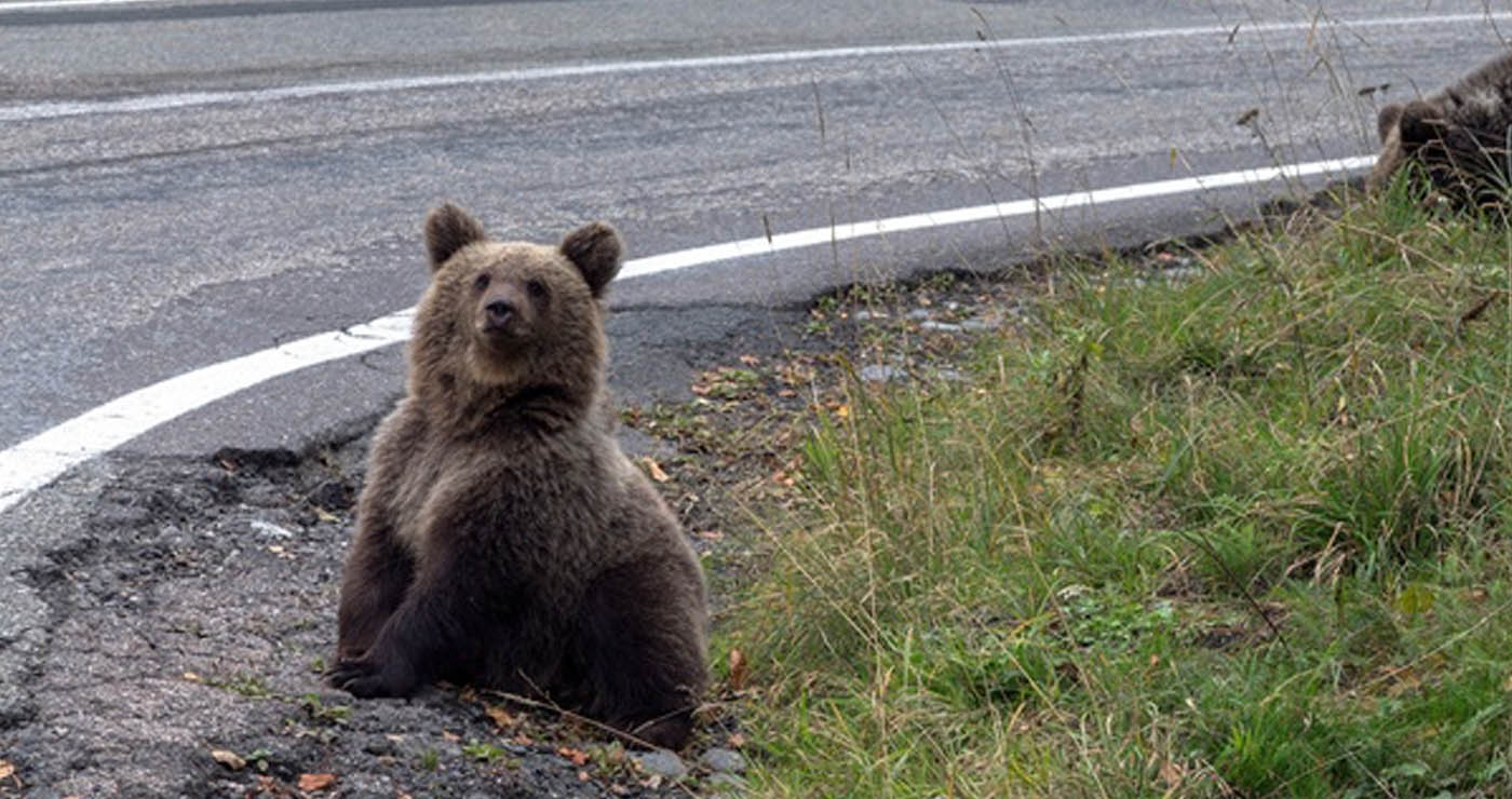Καστοριά : Τροχαίο με αρκουδάκι στην Πέτρα