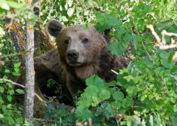 Η άναρχη χωροθέτηση Ανανεώσιμων Πηγών Ενέργειας απειλεί την αρκούδα και τη βιοποικιλότητα στην Ελλάδα