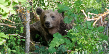Η άναρχη χωροθέτηση Ανανεώσιμων Πηγών Ενέργειας απειλεί την αρκούδα και τη βιοποικιλότητα στην Ελλάδα