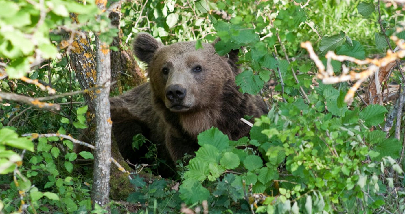 Η άναρχη χωροθέτηση Ανανεώσιμων Πηγών Ενέργειας απειλεί την αρκούδα και τη βιοποικιλότητα στην Ελλάδα