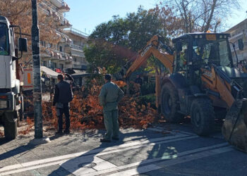 Παλιά και ξερά δέντρα κόπηκαν από την Κεντρική Πλατεία Πτολεμαΐδας (Βίντεο + Φώτο)