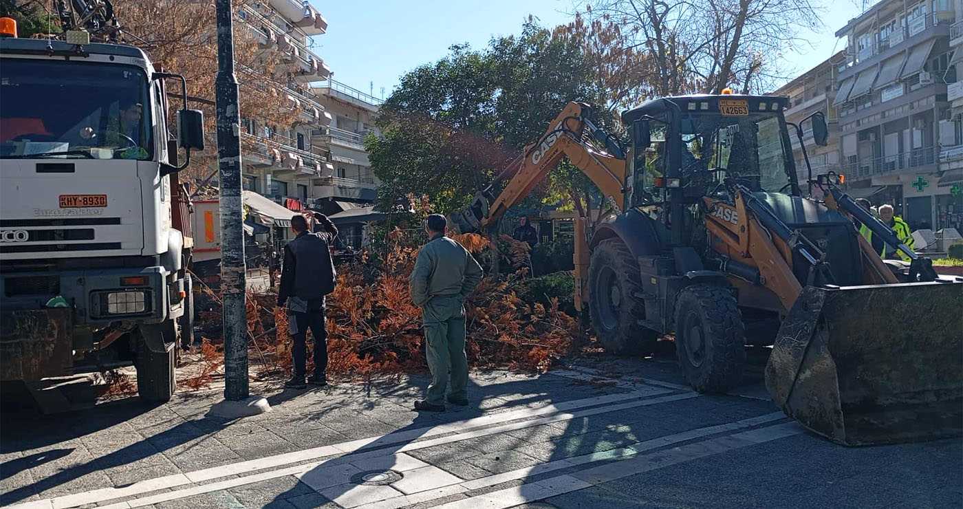 Παλιά και ξερά δέντρα κόπηκαν από την Κεντρική Πλατεία Πτολεμαΐδας (Βίντεο + Φώτο)