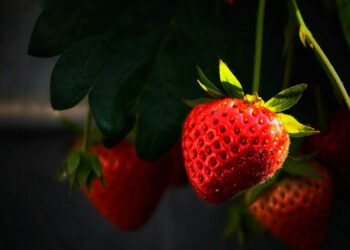 Φράουλα ξανά στη Φλώρινα: Η Γεωπονική Σχολή του Πανεπιστημίου Δυτικής Μακεδονίας αναβιώνει τοπικές καλλιέργειες