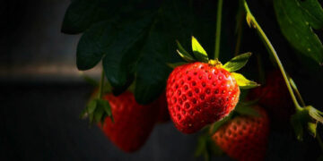 Φράουλα ξανά στη Φλώρινα: Η Γεωπονική Σχολή του Πανεπιστημίου Δυτικής Μακεδονίας αναβιώνει τοπικές καλλιέργειες