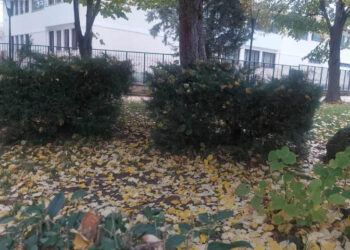 Οι τελευταίες όμορφες εικόνες που  “γράφει” η φύση με τα πεσμένα φύλλα των δέντρων! (της Κούλας Πουλασιχίδου)