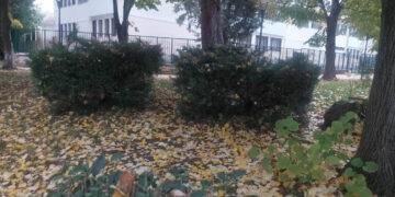 Οι τελευταίες όμορφες εικόνες που  “γράφει” η φύση με τα πεσμένα φύλλα των δέντρων! (της Κούλας Πουλασιχίδου)