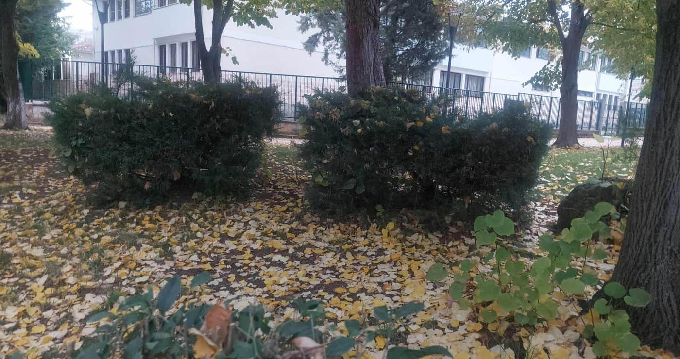 Οι τελευταίες όμορφες εικόνες που  “γράφει” η φύση με τα πεσμένα φύλλα των δέντρων! (της Κούλας Πουλασιχίδου)