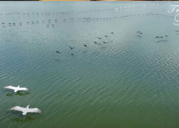 Η ζωή γύρω απ’ τη λίμνη της Καστοριάς – Πανέμορφο video