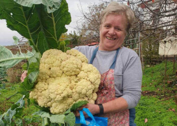 Κουνουπίδι “γίγας” στον Πόρο Γρεβενών – Ζυγίζει πάνω από 8 κιλά