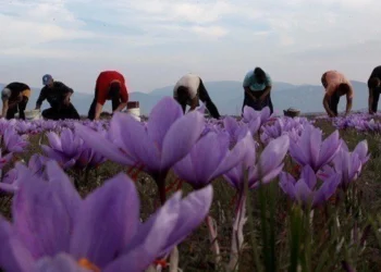 Κοζάνη: Η κλιματική αλλαγή αγγίζει τον φημισμένο Κρόκο