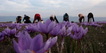 Κοζάνη: Η κλιματική αλλαγή αγγίζει τον φημισμένο Κρόκο