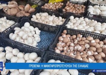 Γιατί τα Γρεβενά έχουν τον τίτλο της «μανιταροπρωτεύουσας» της Ελλάδας (video)