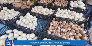 Γιατί τα Γρεβενά έχουν τον τίτλο της «μανιταροπρωτεύουσας» της Ελλάδας (video)