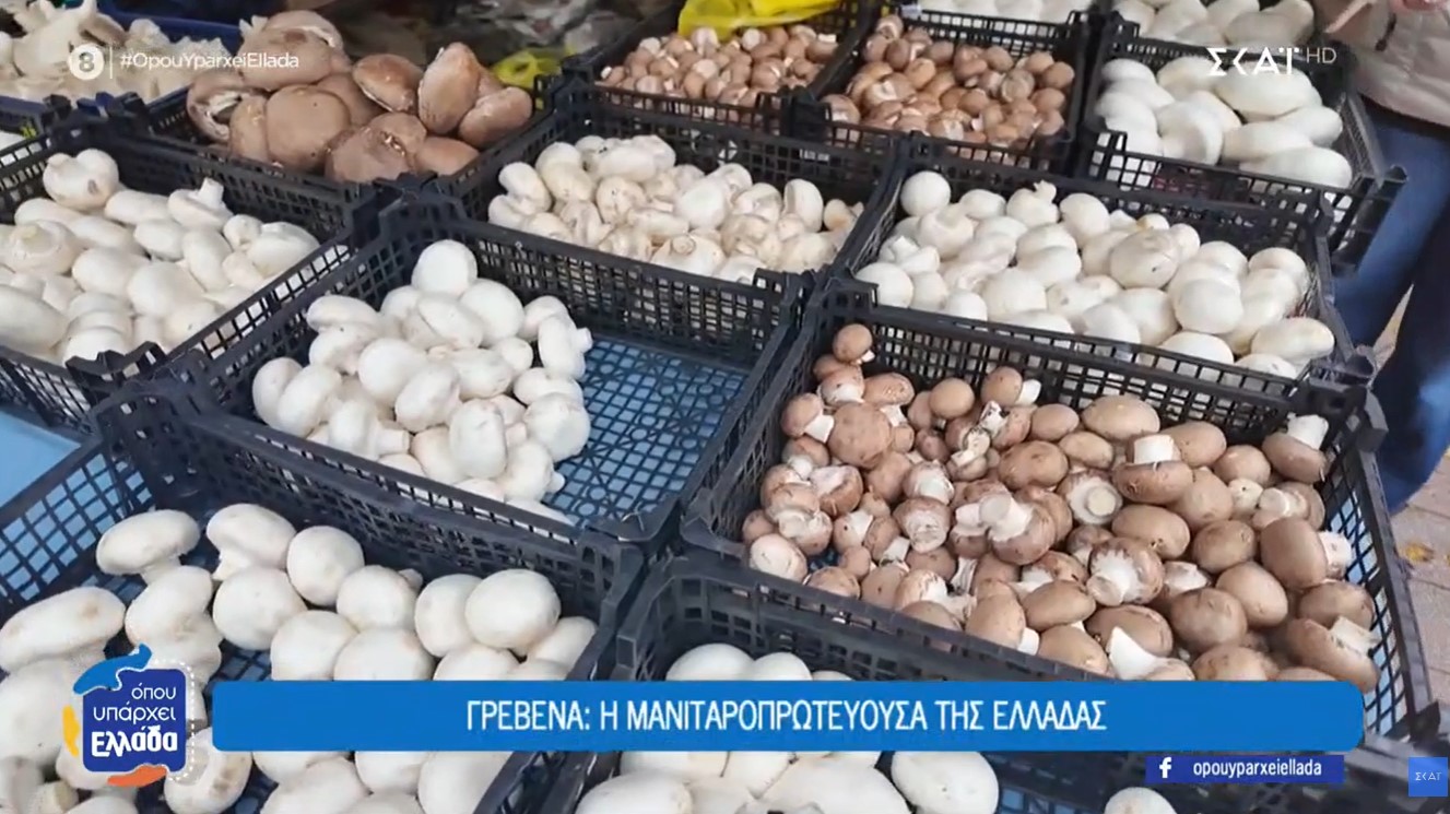 Γιατί τα Γρεβενά έχουν τον τίτλο της «μανιταροπρωτεύουσας» της Ελλάδας (video)