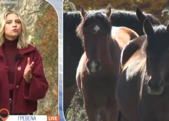 «Όπου Υπάρχει Ελλάδα»: Μυστήριο με τον φρικιαστικό θάνατο πέντε αλόγων στη Σαμαρίνα Γρεβενών