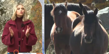 «Όπου Υπάρχει Ελλάδα»: Μυστήριο με τον φρικιαστικό θάνατο πέντε αλόγων στη Σαμαρίνα Γρεβενών